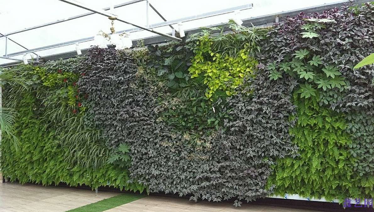 阳光棚植物墙 - 鑫艺园环保科技有限公司